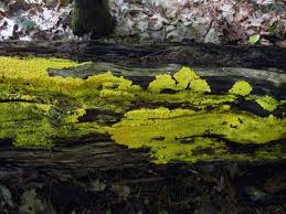 Attēlu rezultāti vaicājumam “Brefeldia maxima young”