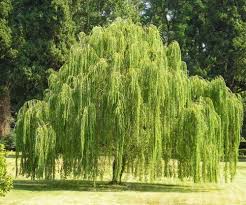 Attēlu rezultāti vaicājumam “Chionaspis salicis imago”