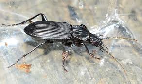 Attēlu rezultāti vaicājumam “Pterostichus niger”