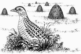 Attēlu rezultāti vaicājumam “Crex crex eggs”