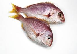 Image result for Pagellus bogaraveo