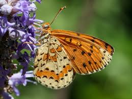 Attēlu rezultāti vaicājumam “Melitaea didyma underside”
