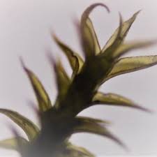 Attēlu rezultāti vaicājumam “Ceratodon purpureus sporophyte”