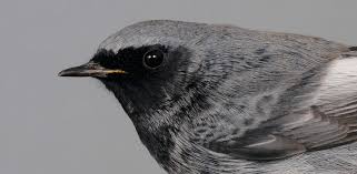 Attēlu rezultāti vaicājumam “Phoenicurus ochruros”