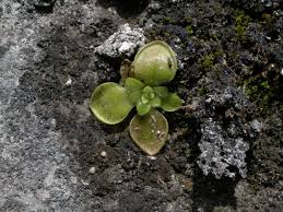 Attēlu rezultāti vaicājumam “Campylophyllum sommerfeltii”