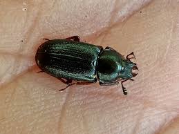 Attēlu rezultāti vaicājumam “Lucanidae”