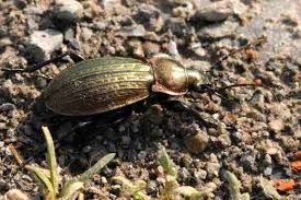 Attēlu rezultāti vaicājumam “Carabus cancellatus”