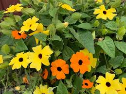 Image result for Thunbergia alata
