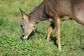 Attēlu rezultāti vaicājumam “Capreolus capreolus”