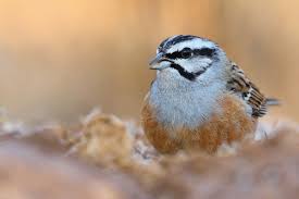 Image result for Emberiza cia