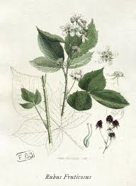 Attēlu rezultāti vaicājumam “Angelica archangelica fruit”