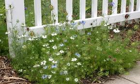 Image result for Nigella damascena