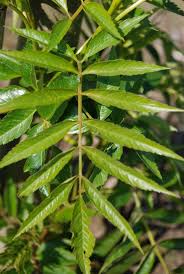 Attēlu rezultāti vaicājumam “Sorbus aucuparia leaf”