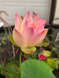 Attēlu rezultāti vaicājumam “Lotus sp. flower”