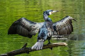 Image result for Phalacrocorax carbo