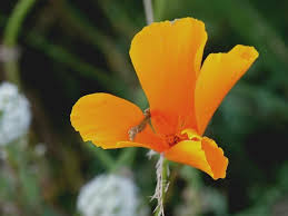 Attēlu rezultāti vaicājumam “Eschscholzia californica”