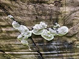 Attēlu rezultāti vaicājumam “Kretzschmaria deusta”