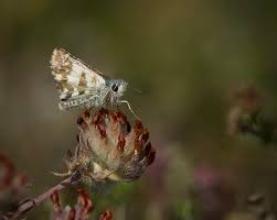 Attēlu rezultāti vaicājumam “Pyrgus serratulae upperside”