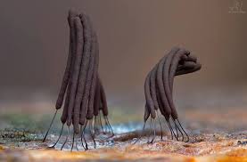 Attēlu rezultāti vaicājumam “Stemonitis sp.”