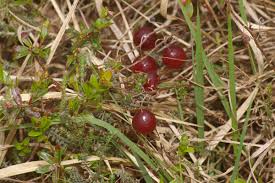 Attēlu rezultāti vaicājumam “Oxycoccus leaf”