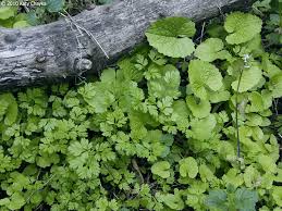 Attēlu rezultāti vaicājumam “Torilis japonica leaf”