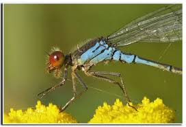 Attēlu rezultāti vaicājumam “Erythromma najas”