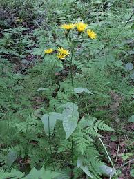 Attēlu rezultāti vaicājumam “Crepis paludosa flower”