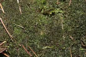 Attēlu rezultāti vaicājumam “Leiocolea collaris”