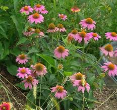 Attēlu rezultāti vaicājumam “Echinacea purpurea flower”