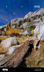 Attēlu rezultāti vaicājumam “Enerthenema papillatum young”