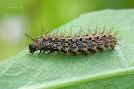 Attēlu rezultāti vaicājumam “Argynnis paphia larva”