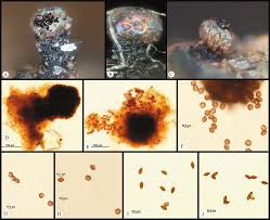 Attēlu rezultāti vaicājumam “Licea minima sessile”