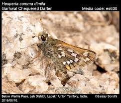 Attēlu rezultāti vaicājumam “Hesperia comma”