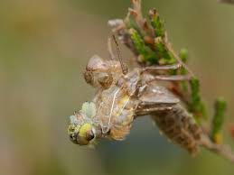 Attēlu rezultāti vaicājumam “Leucorrhinia albifrons female”