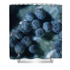 Attēlu rezultāti vaicājumam “Diachea sp.”