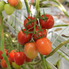 Afbeeldingsresultaat voor oranje van goeienbier tomato