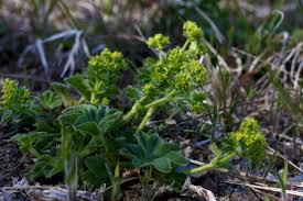 Attēlu rezultāti vaicājumam “Alchemilla vulgaris aggr. leaf”