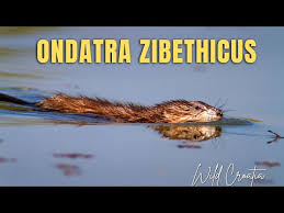 Attēlu rezultāti vaicājumam “Ondatra zibethicus”