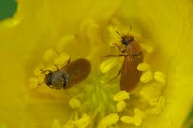 Attēlu rezultāti vaicājumam “Byturus ochraceus”