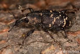 Attēlu rezultāti vaicājumam “Hylobius abietis”