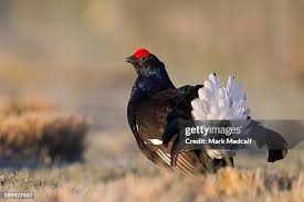 Image result for Tetrao tetrix