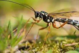 Attēlu rezultāti vaicājumam “Ichneumonidae imago”