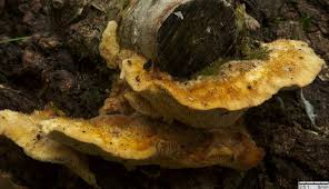 Attēlu rezultāti vaicājumam “Coriolopsis trogii”