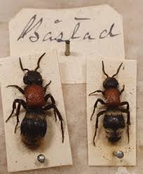 Attēlu rezultāti vaicājumam “Mutilla europaea”