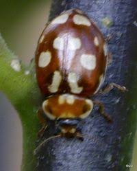 Attēlu rezultāti vaicājumam “Myrrha octodecimguttata”