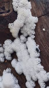 Attēlu rezultāti vaicājumam “Diderma subviridifuscum var. macrospora* young”