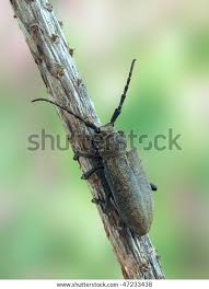 Attēlu rezultāti vaicājumam “Lamia textor”