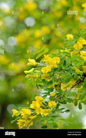 Attēlu rezultāti vaicājumam “Caragana arborescens flower”