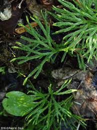 Attēlu rezultāti vaicājumam “Diphasium complanatum”