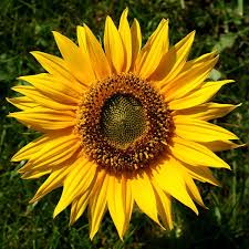 Image result for Sonnenblume
